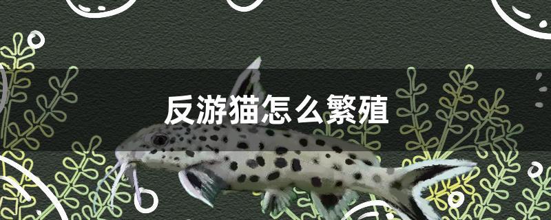 反游猫怎么繁殖