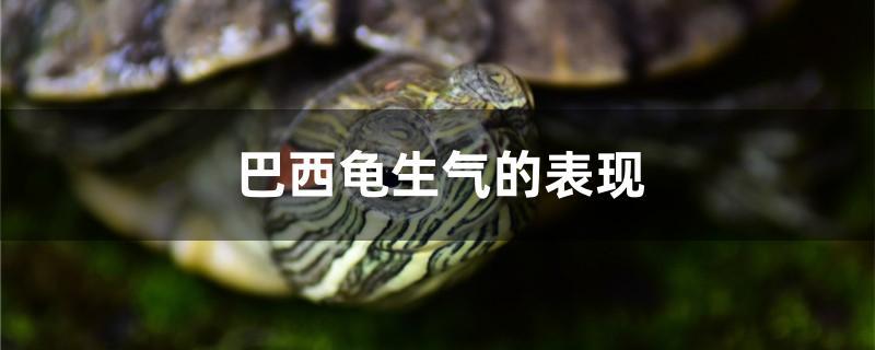 巴西龟生气的表现
