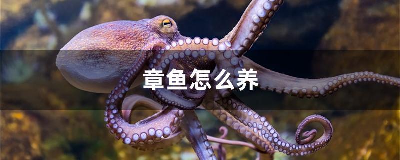 章鱼怎么养