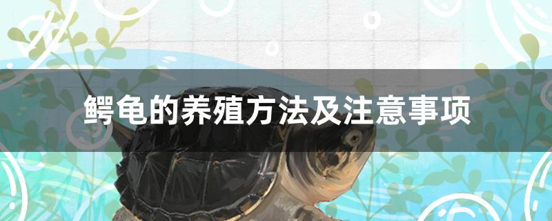 鳄龟的养殖方法及注意事项