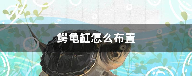 鳄龟缸怎么布置