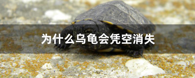为什么乌龟会凭空消失