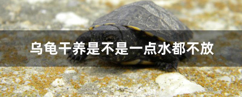 乌龟干养是不是一点水都不放