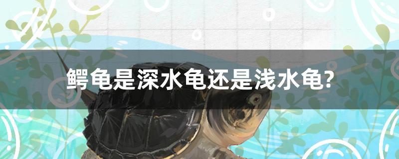鳄龟是深水龟还是浅水龟?
