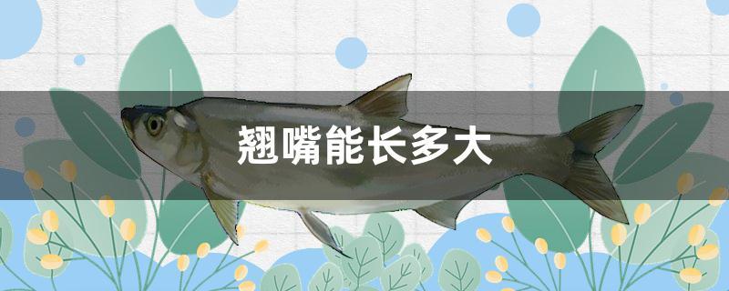 翘嘴能长多大