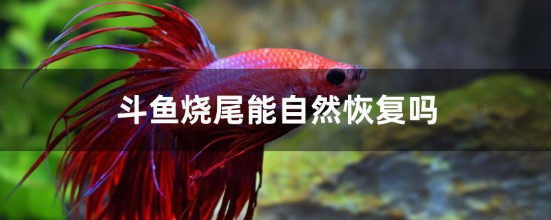 斗鱼烧尾能自然恢复吗