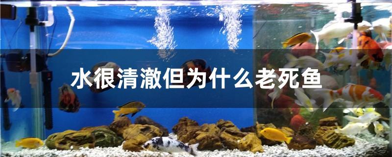 水很清澈但为什么老死鱼