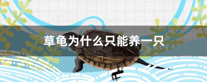 草龟为什么只能养一只