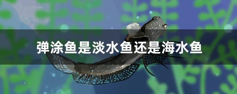 弹涂鱼是淡水鱼还是海水鱼