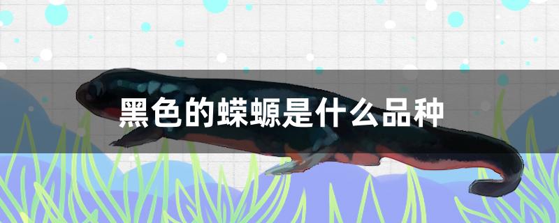 黑色的蝾螈是什么品种