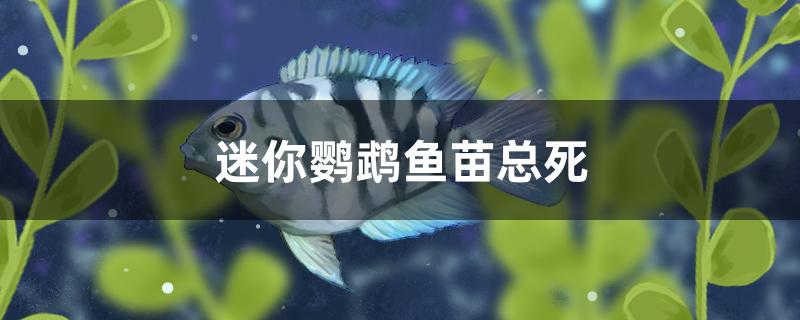 迷你鹦鹉鱼苗总死怎么回事