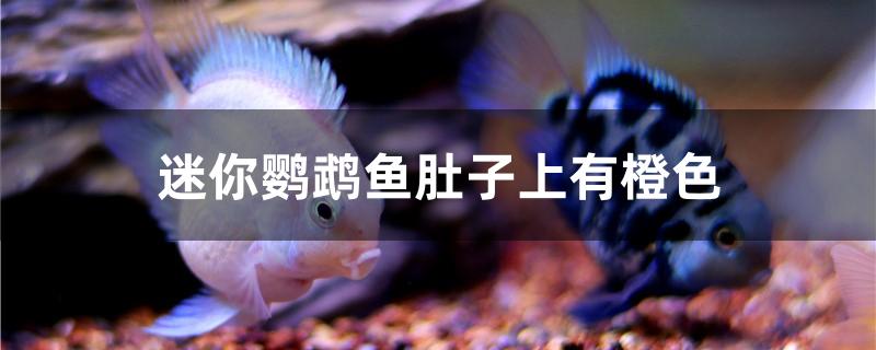 迷你鹦鹉鱼肚子上有橙色怎么回事