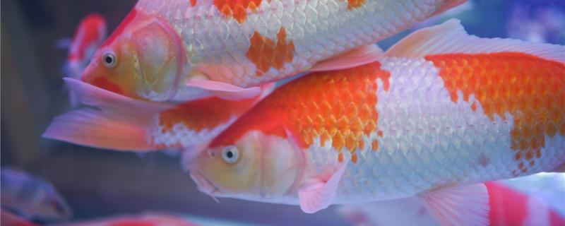 15厘米的锦鲤吃多大颗粒，给锦鲤喂食要注意什么