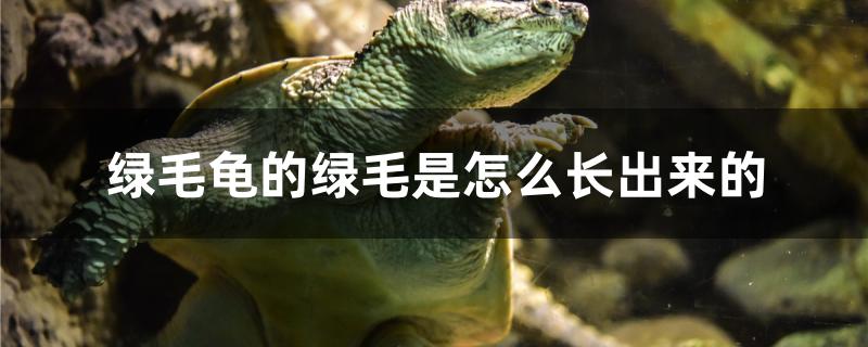 绿毛龟的绿毛是怎么长出来的
