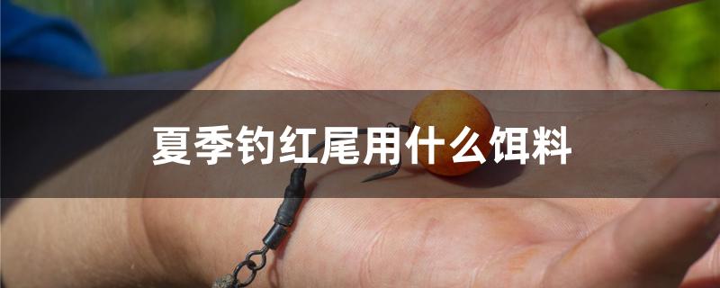 夏季钓红尾用什么饵料