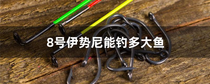 8号伊势尼能钓多大鱼