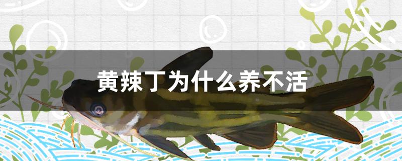 黄辣丁为什么养不活