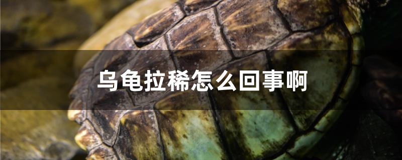 乌龟拉稀怎么回事啊