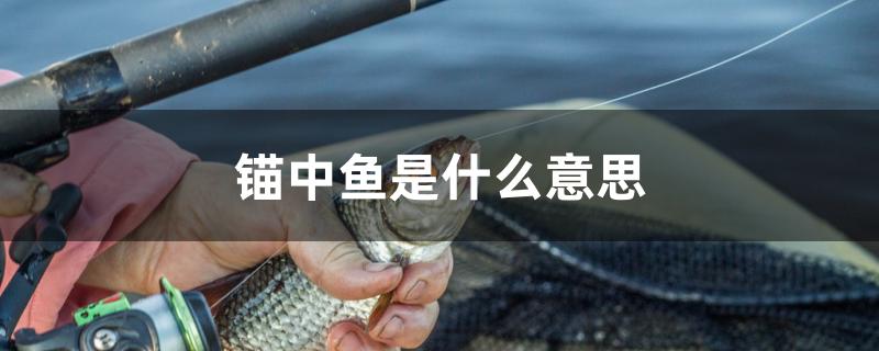锚中鱼是什么意思
