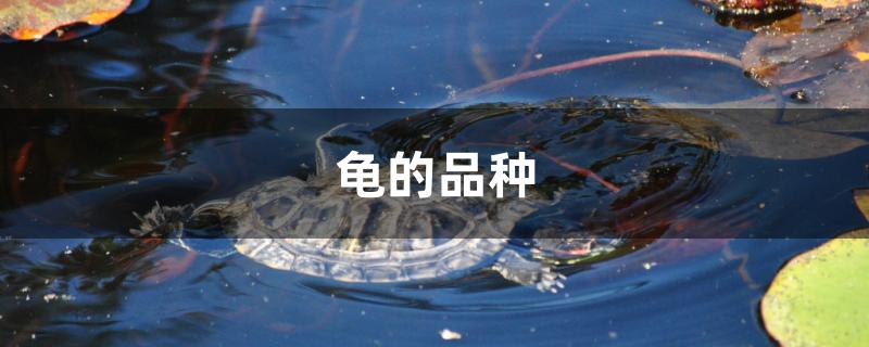 龟的品种