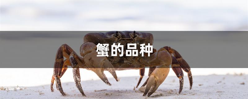 蟹的品种有哪些