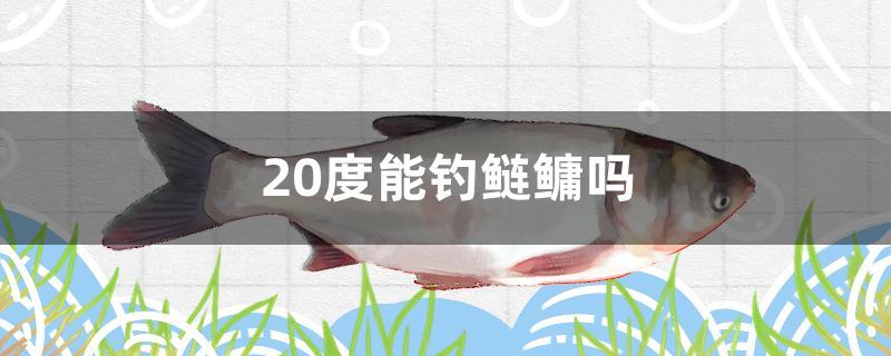 20度能钓鲢鳙吗