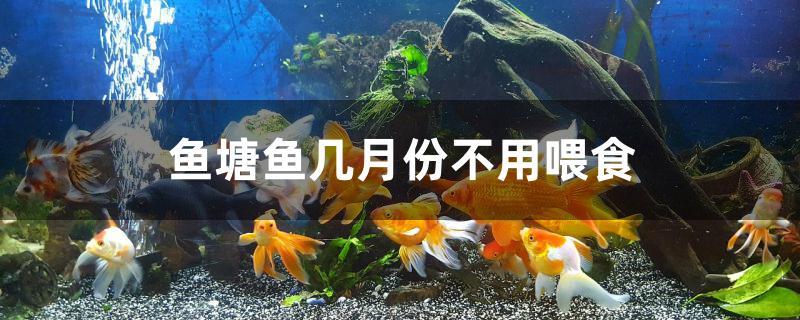 鱼塘鱼几月份不用喂食