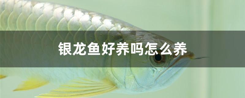 银龙鱼好养吗怎么养