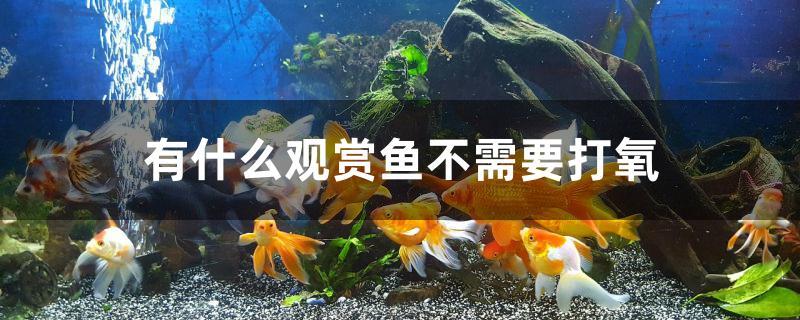 有什么观赏鱼不需要打氧
