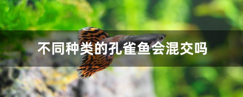 不同种类的孔雀鱼会混交吗