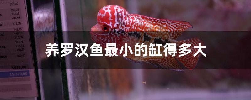 养罗汉鱼最小的缸得多大