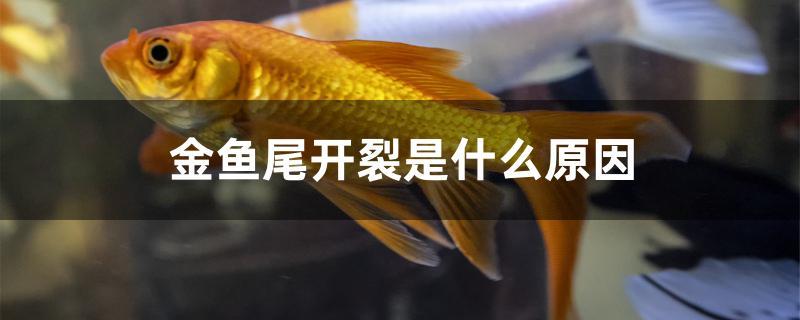 金鱼尾开裂是什么原因