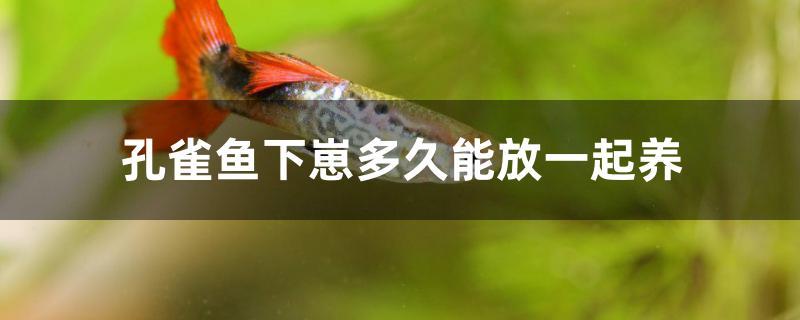 孔雀鱼下崽多久能放一起养