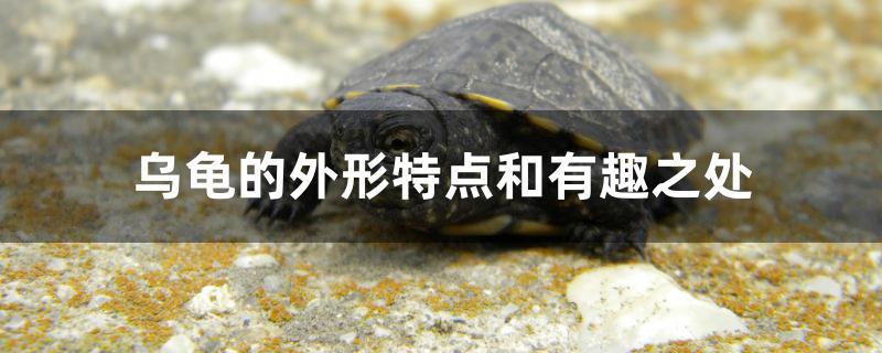 乌龟的外形特点和有趣之处