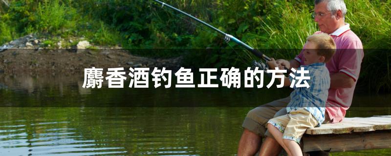 麝香酒钓鱼正确的方法