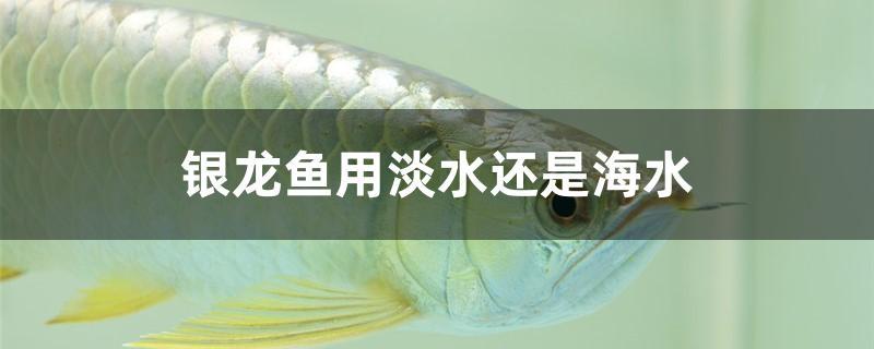 银龙鱼用淡水还是海水
