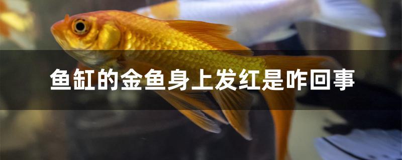 鱼缸的金鱼身上发红是咋回事