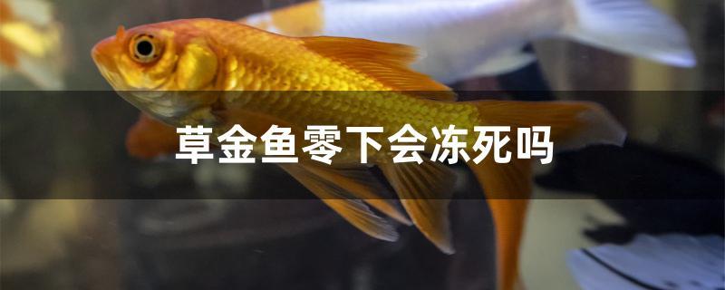 草金鱼零下会冻死吗