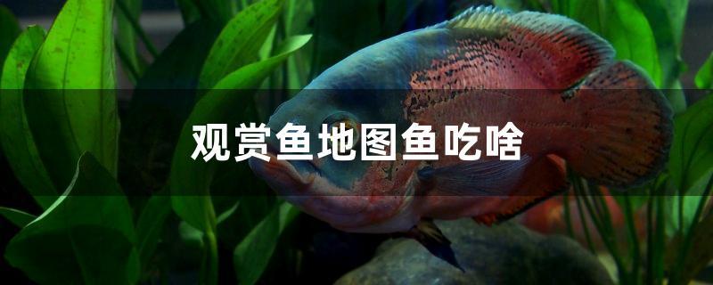 观赏鱼地图鱼吃啥