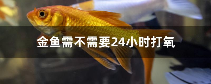 金鱼需不需要24小时打氧