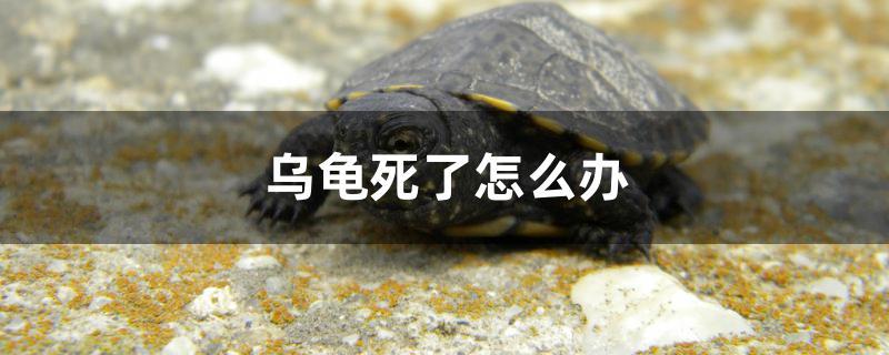 乌龟死了怎么办