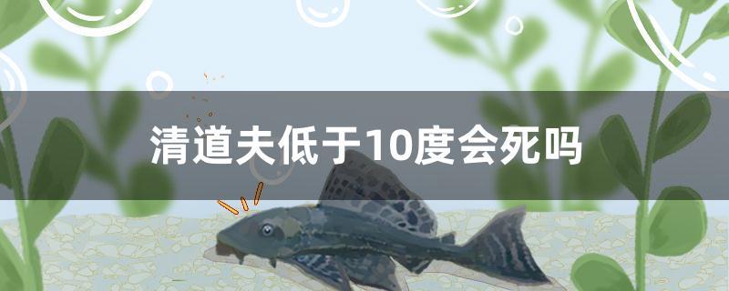清道夫低于10度会死吗