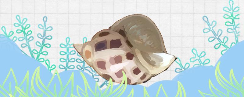 花螺全张开了是死了么
