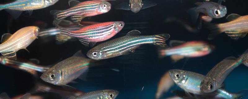 红斑马鱼温度多少合适