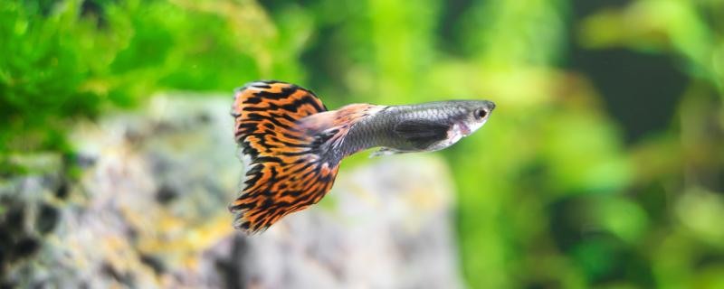 孔雀鱼不喂食会饿死吗