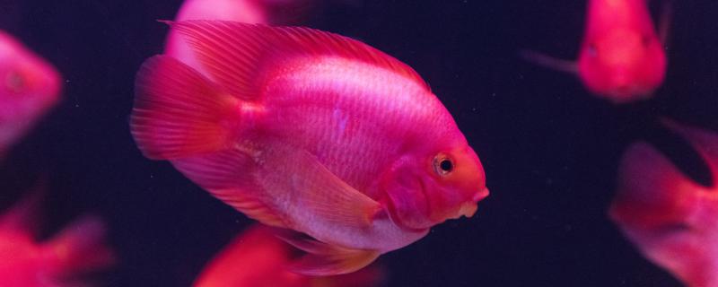 鹦鹉鱼可以和孔雀鱼混养吗